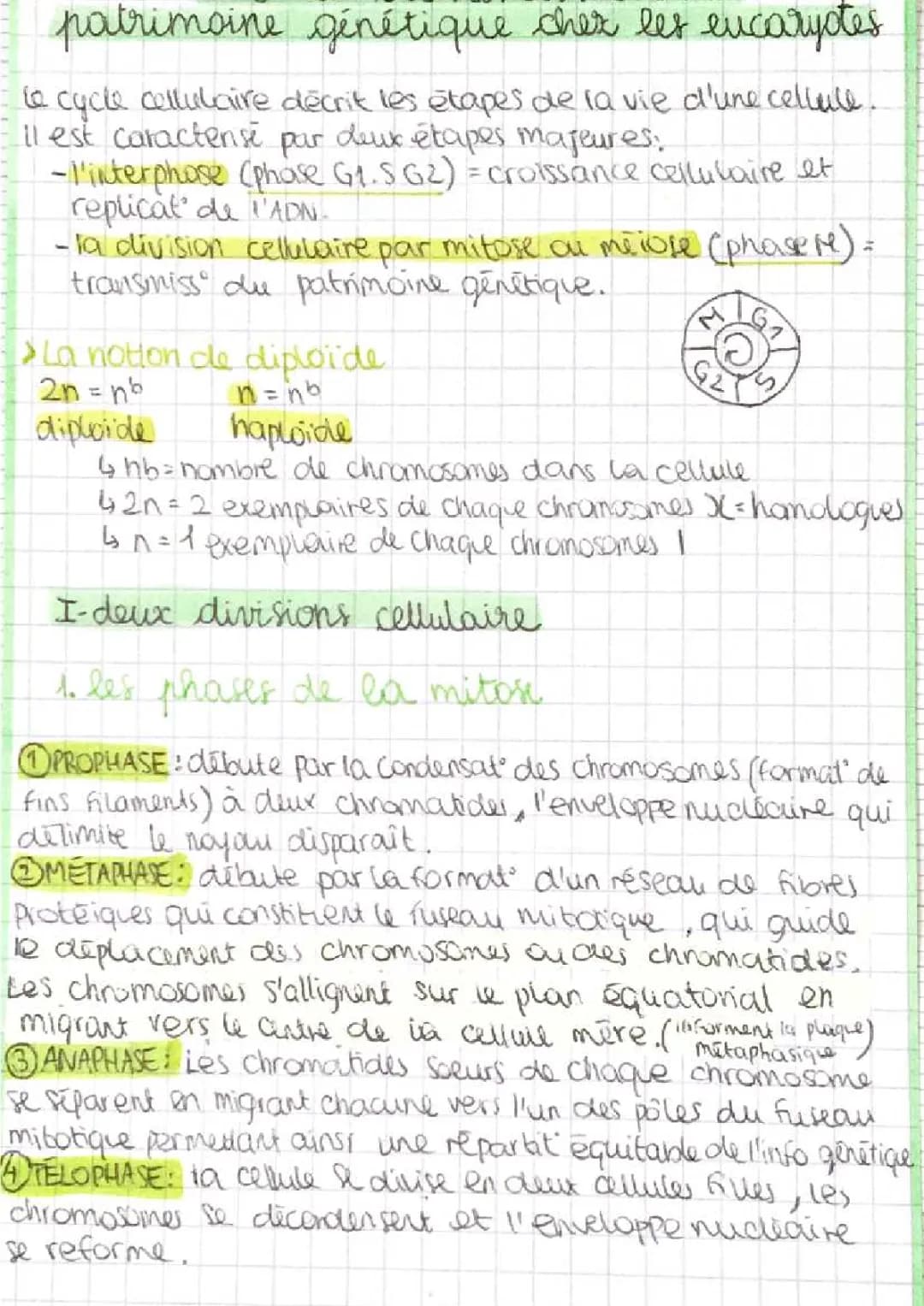 Transmission du patrimoine génétique chez les eucaryotes