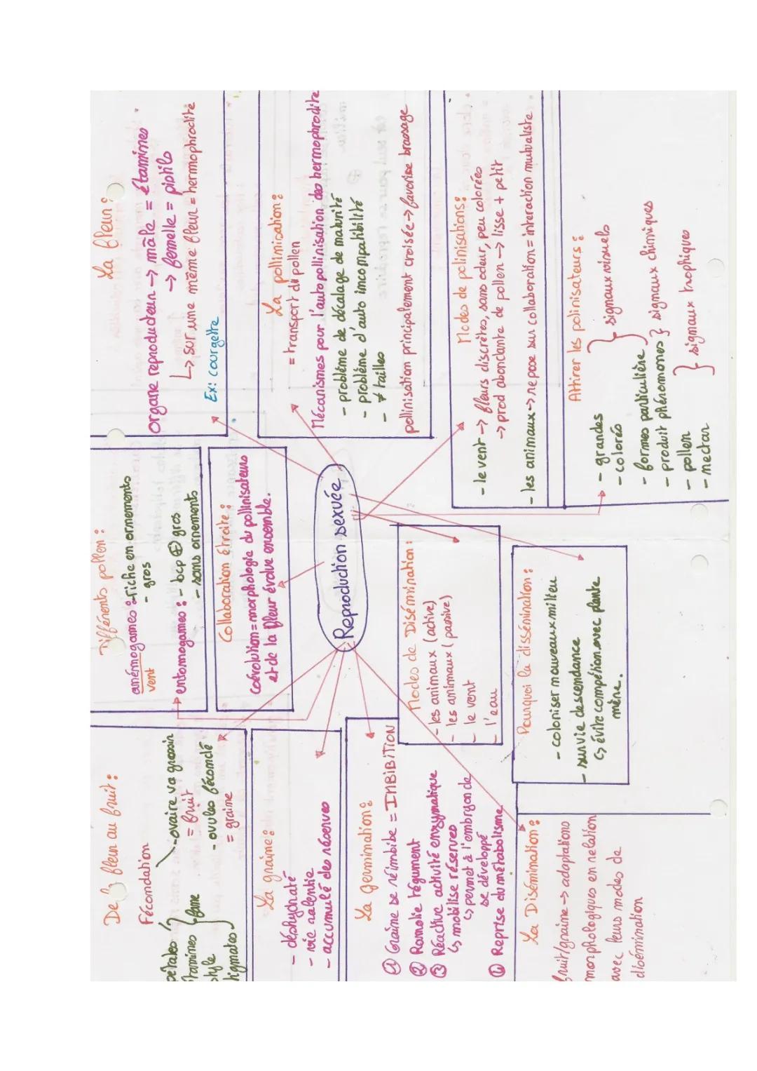 La reproduction sexuée et asexué des plantes