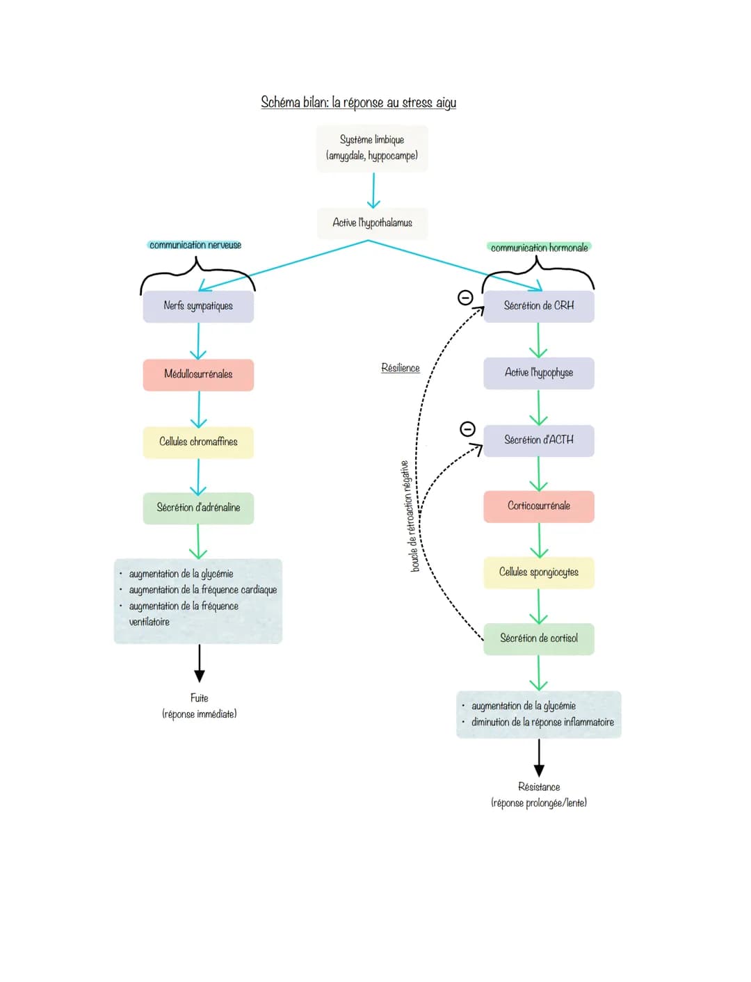 SVT
Chapitre 1: Comportement et stress: l'adaptabilité de l'organisme
Le stress aigu est une réponse adaptative de l'organisme face aux agen