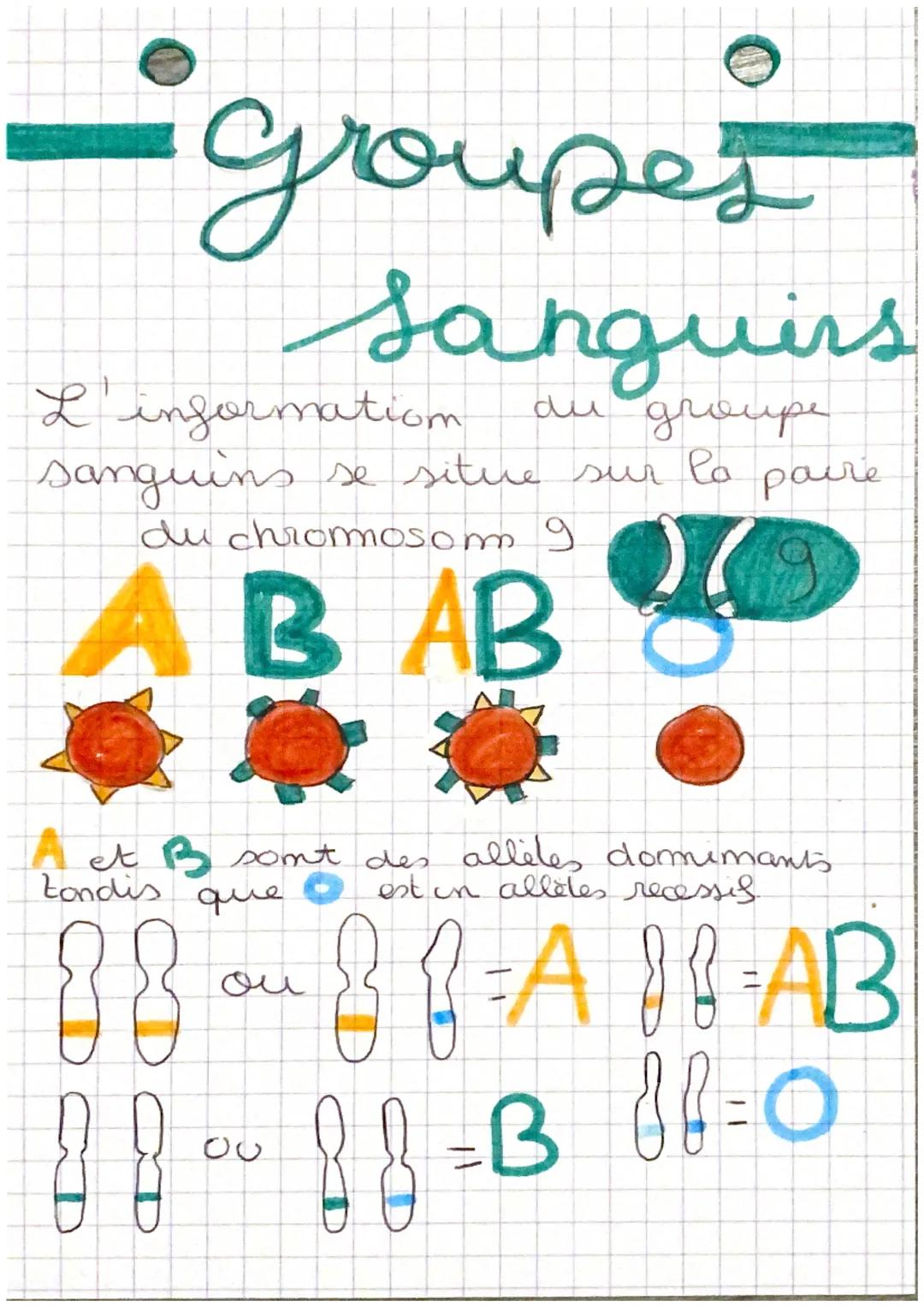 - groupes
Sanguirs
L'informatiom du groupe
sanguins se situe sur la paure
du chromosom 9
AB AB
Londe B somt de al
et sont des allèles dormim