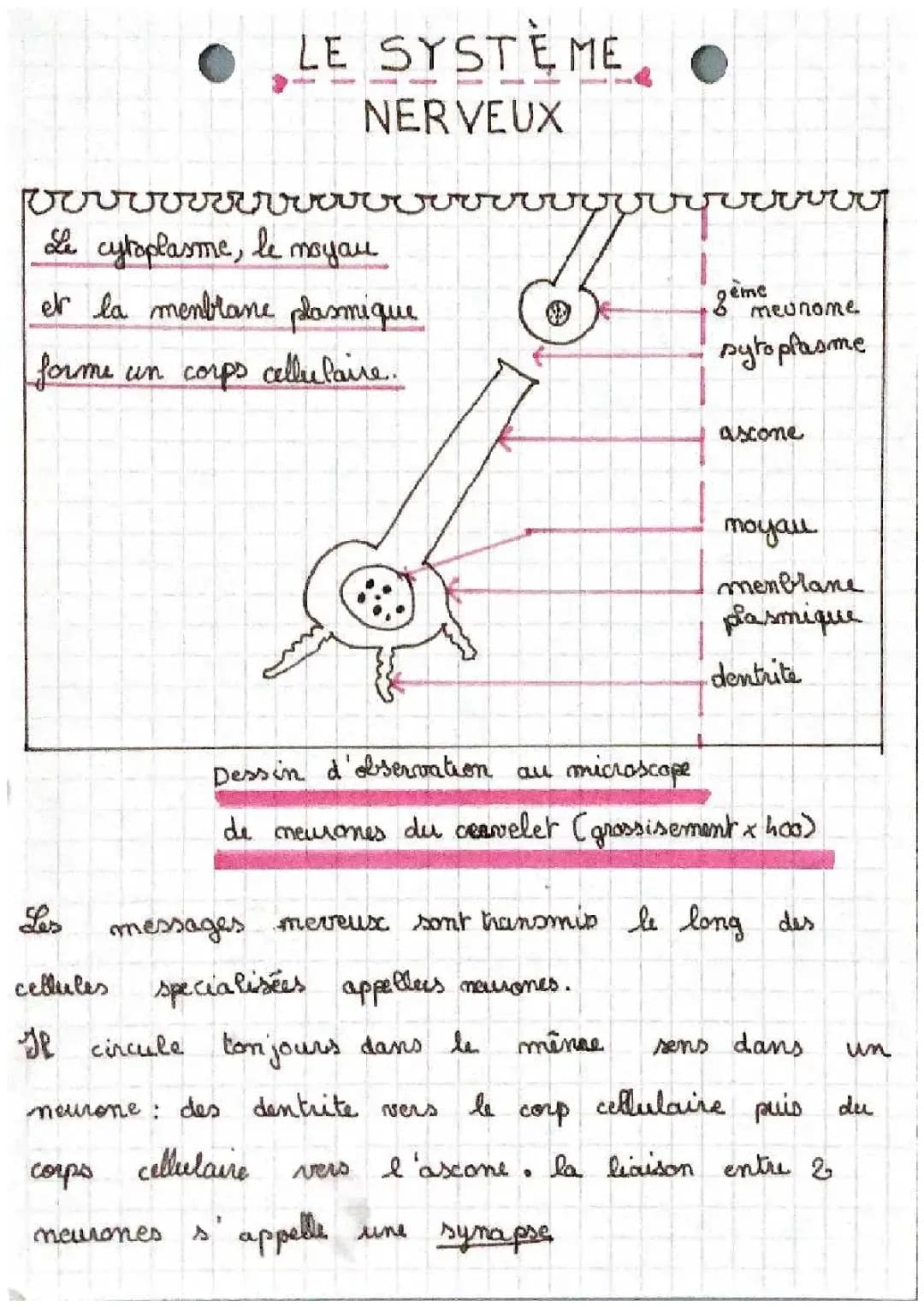  Le système nerveux