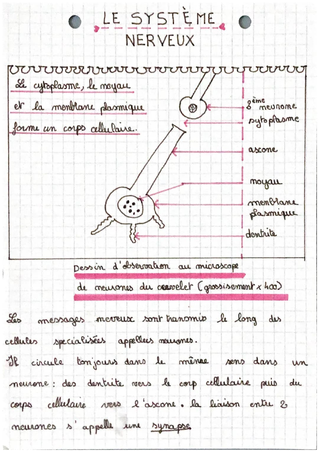 prrrrrrrrrrrrr
Le cytoplasme, le moyou
et la menblane plasmique
forme un corps cellulaire.
Les
LE SYSTE ME O
NERVEUX
cellules
If circule ton