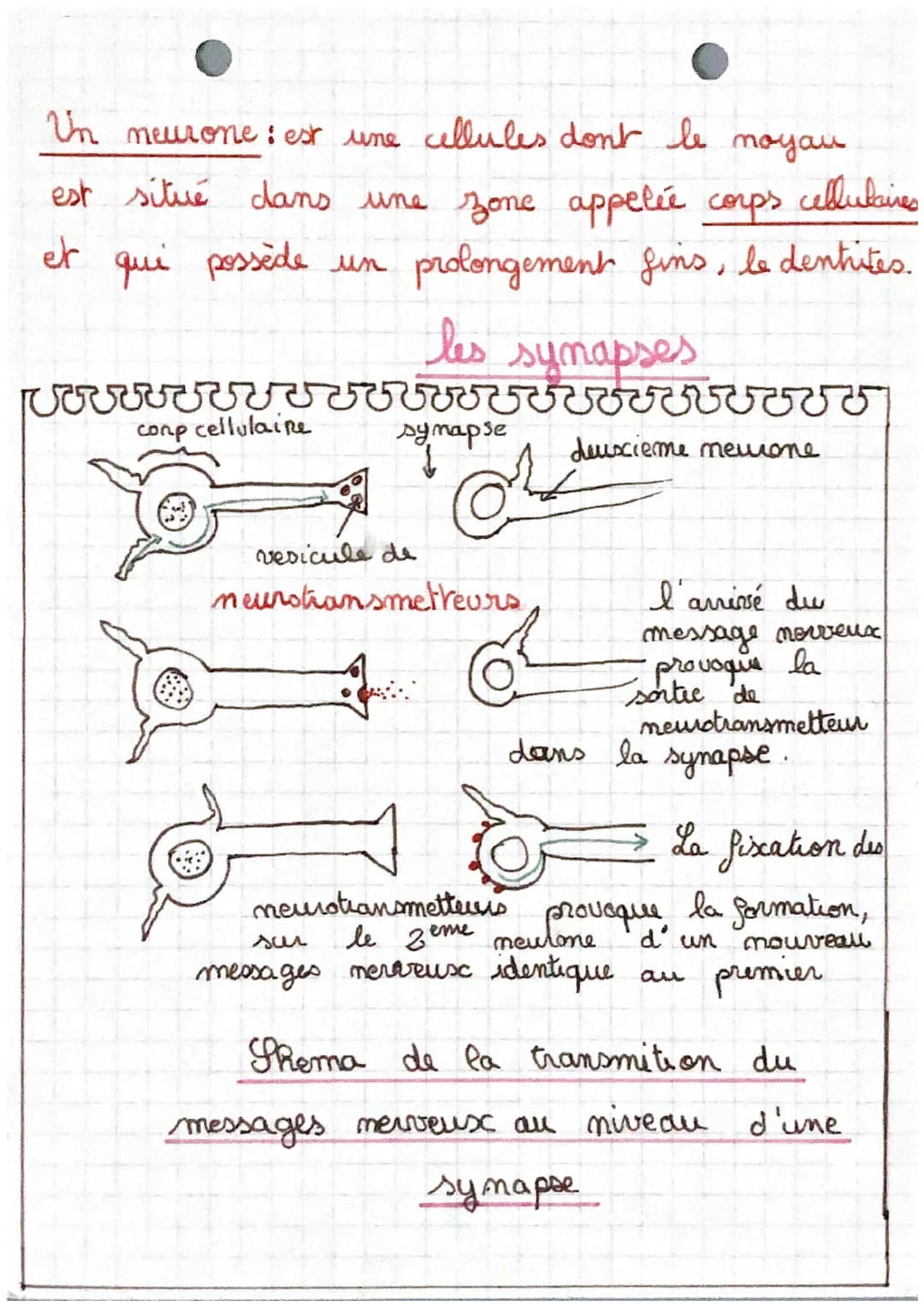 prrrrrrrrrrrrr
Le cytoplasme, le moyou
et la menblane plasmique
forme un corps cellulaire.
Les
LE SYSTE ME O
NERVEUX
cellules
If circule ton