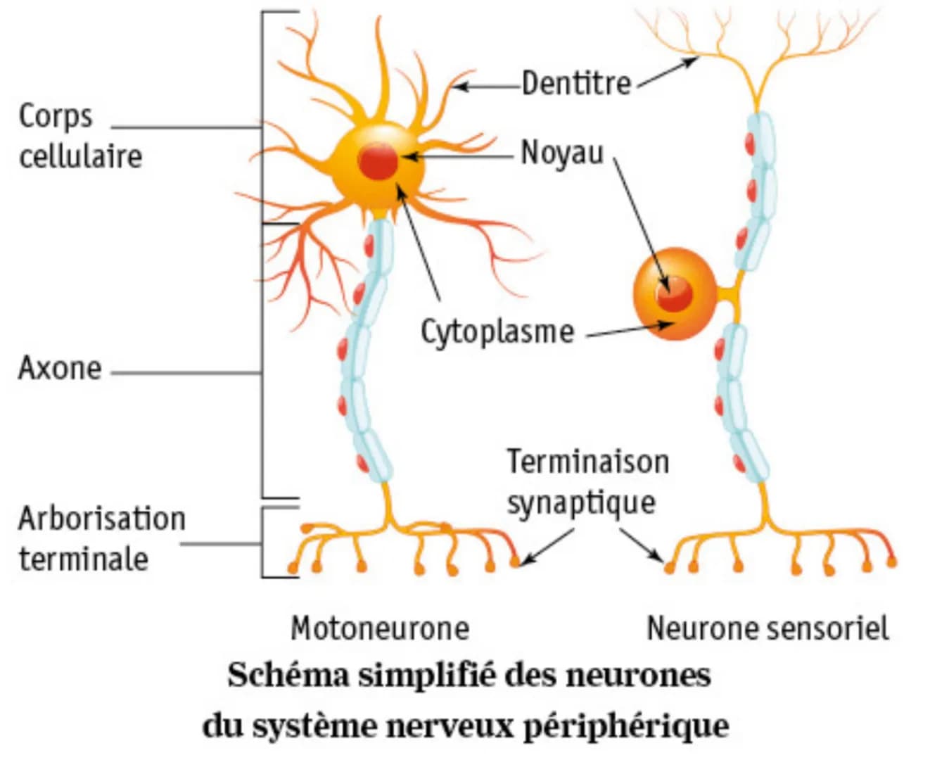 Vésicule de
neurotransmetteur
(ACh) (5
Récepteur
postsynaptique
à ACh
Bouton synaptique
(neurone
présynaptique)
(2)
4
Cellule musculaire
pos