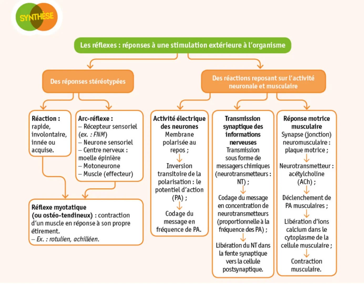 Vésicule de
neurotransmetteur
(ACh) (5
Récepteur
postsynaptique
à ACh
Bouton synaptique
(neurone
présynaptique)
(2)
4
Cellule musculaire
pos