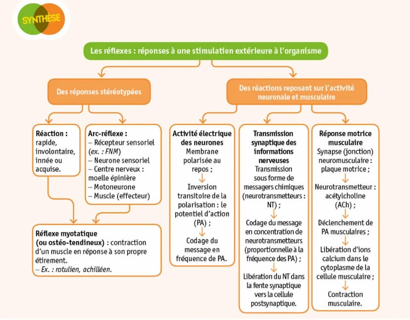 Vésicule de
neurotransmetteur
(ACh) (5
Récepteur
postsynaptique
à ACh
Bouton synaptique
(neurone
présynaptique)
(2)
4
Cellule musculaire
pos
