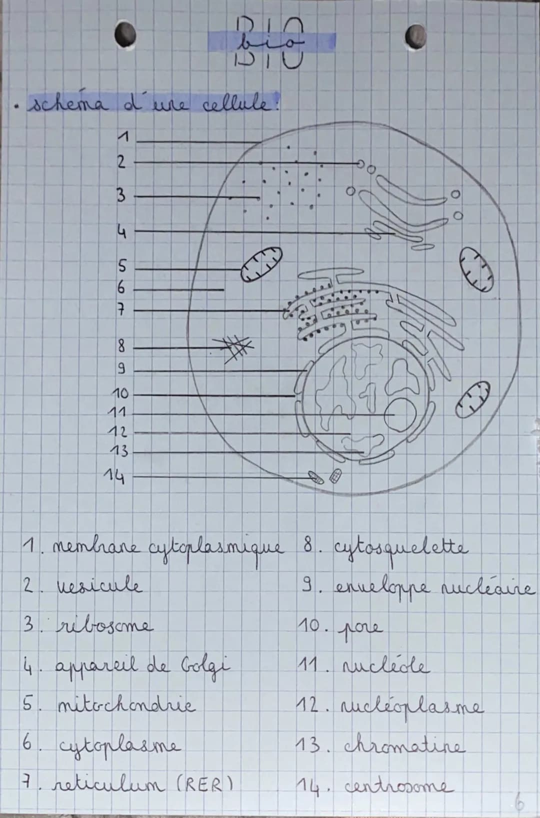 Découvre le Cours BPH et Quiz Reproduction - Terminale ST2S