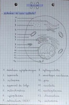 Know schéma d’une cellule BPH thumbnail
