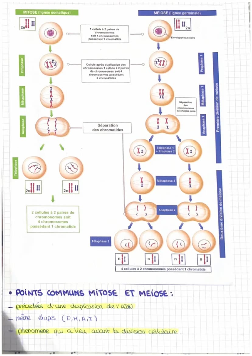 SVT: CHAPITRE 1: LES DivisiONS CELLULAIRES DES EUCARYOTES
• QU'EST-CE QUE LA MITOSE?
Definition division de la cellule au cours de laquelle 