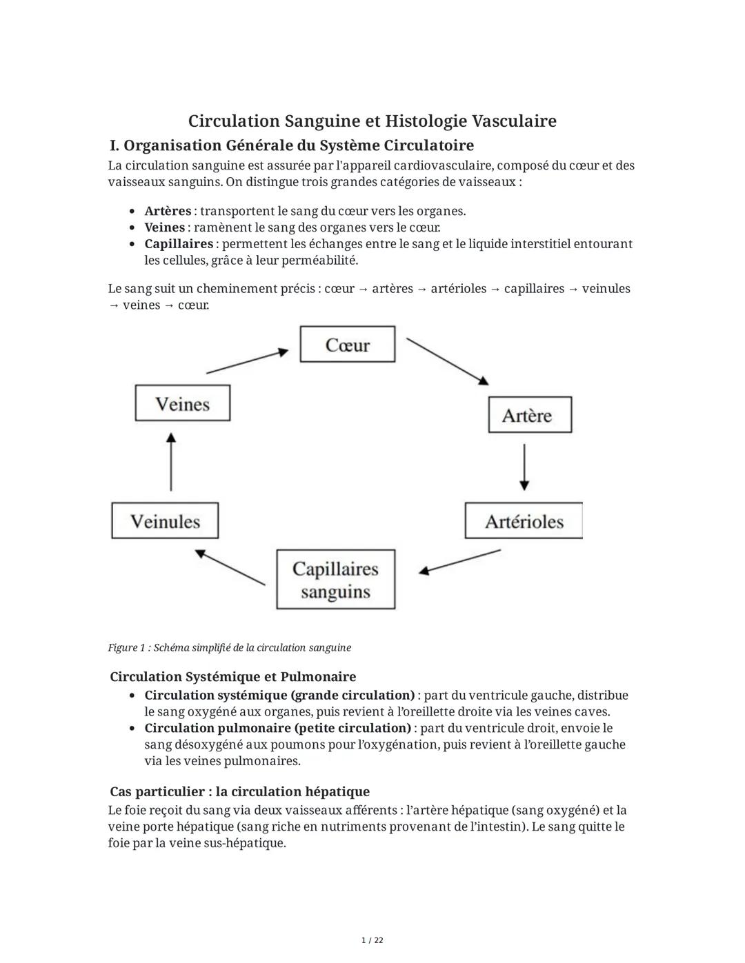 Circulation Sanguine et Histologie Vasculaire
I. Organisation Générale du Système Circulatoire
La circulation sanguine est assurée par l'app