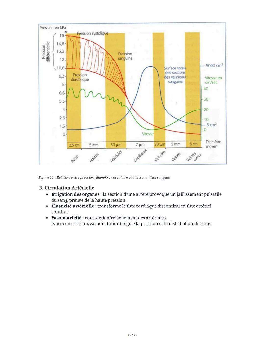 Circulation Sanguine et Histologie Vasculaire
I. Organisation Générale du Système Circulatoire
La circulation sanguine est assurée par l'app