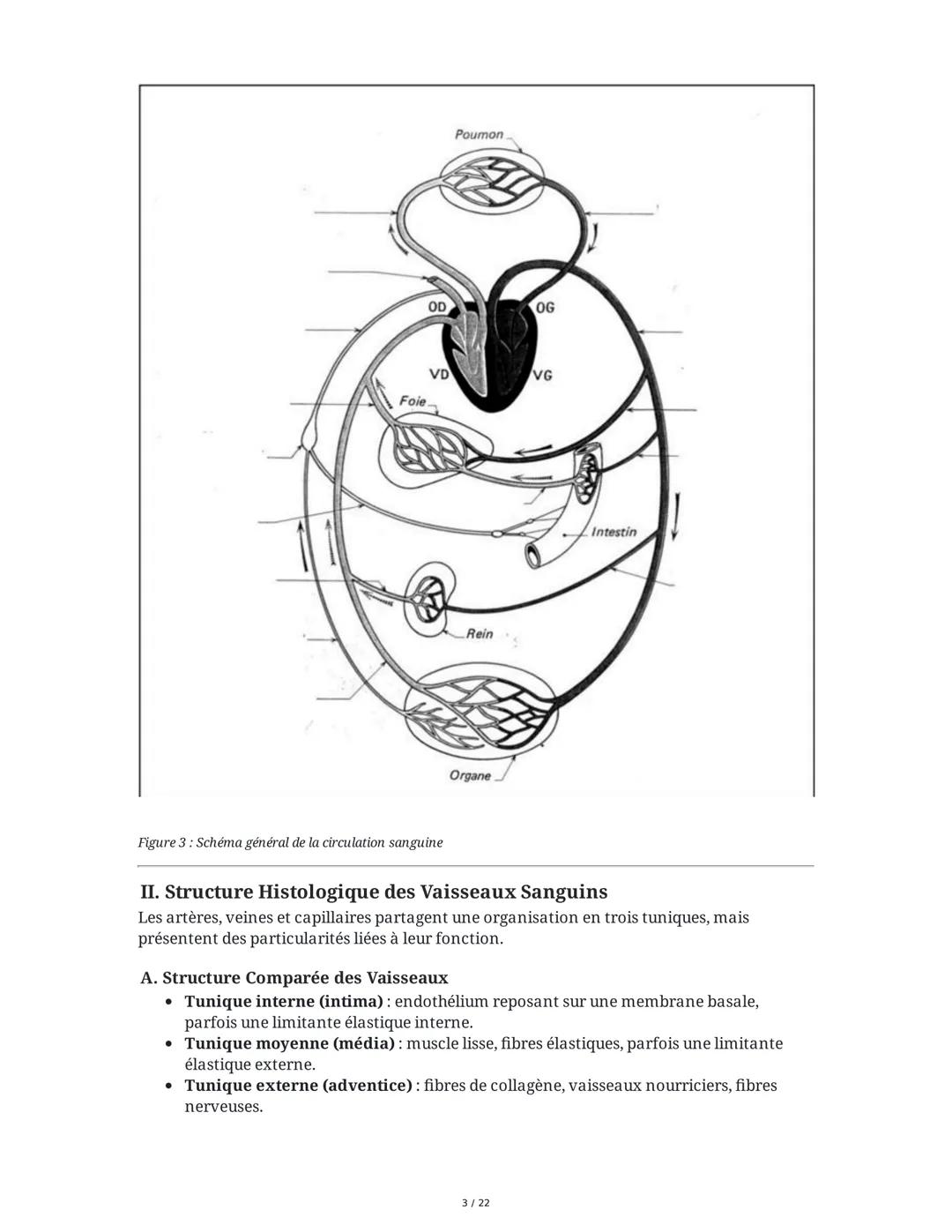Circulation Sanguine et Histologie Vasculaire
I. Organisation Générale du Système Circulatoire
La circulation sanguine est assurée par l'app