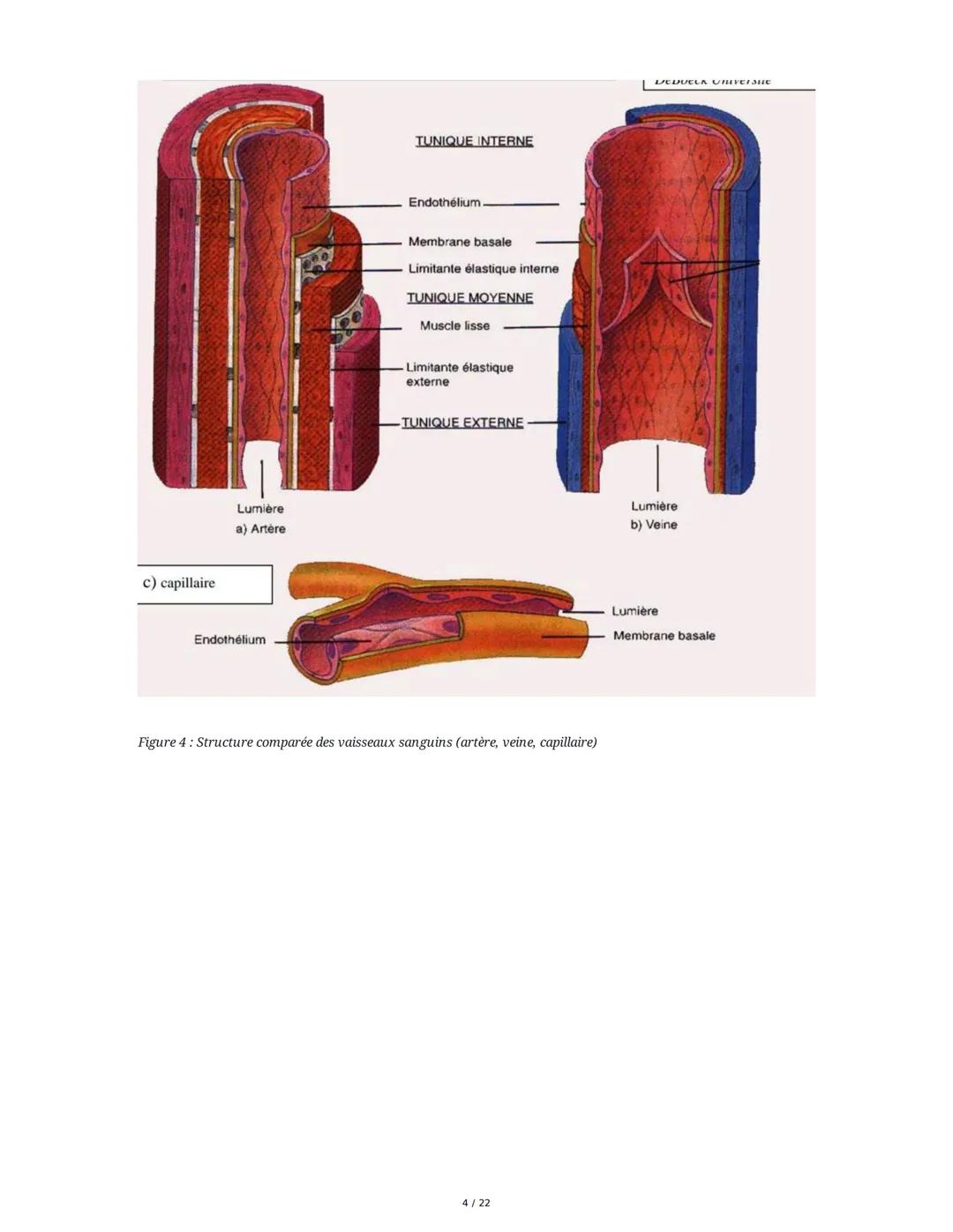 Circulation Sanguine et Histologie Vasculaire
I. Organisation Générale du Système Circulatoire
La circulation sanguine est assurée par l'app