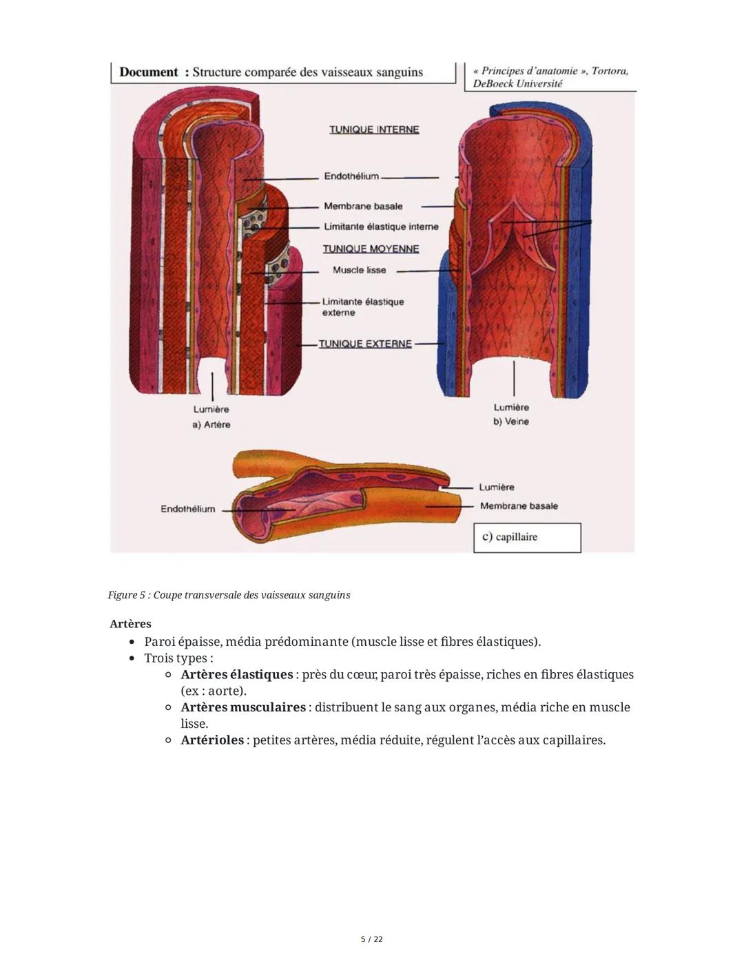 Circulation Sanguine et Histologie Vasculaire
I. Organisation Générale du Système Circulatoire
La circulation sanguine est assurée par l'app