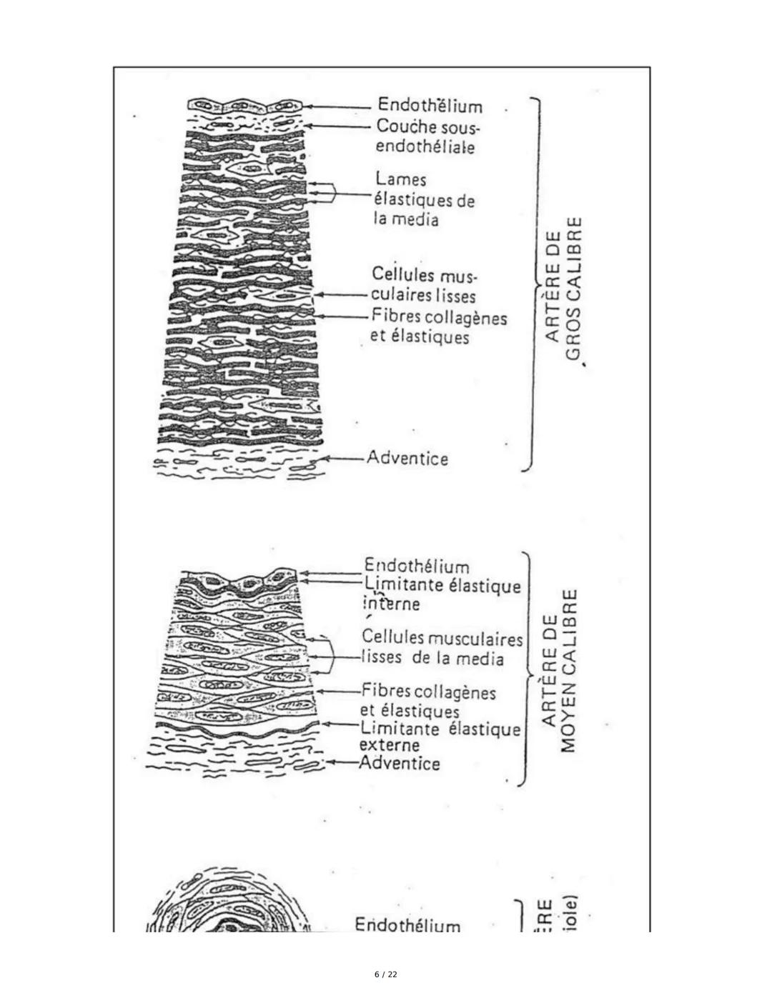 Circulation Sanguine et Histologie Vasculaire
I. Organisation Générale du Système Circulatoire
La circulation sanguine est assurée par l'app