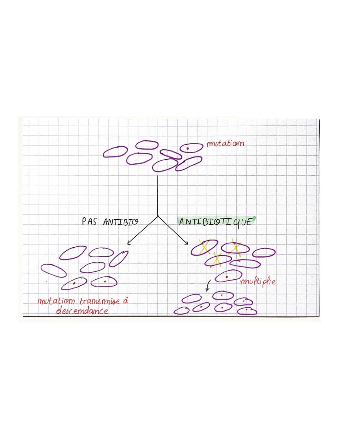 • THEME 1
Chupitre 4. Patrimoine génétique et santé
Maladies
génétiques : X. pigmentosumm
persommes atteimtes de xeroderma pigmentosum omt m