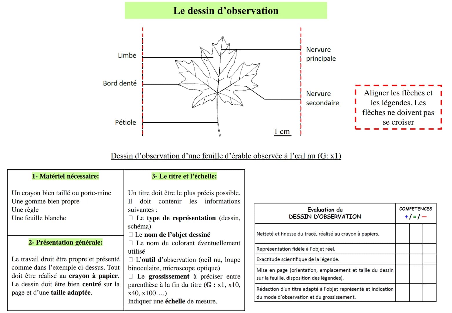 Fiche méthode
Représenter une observation
A partir d'une observation ou d'une photographie, il est possible de réaliser soit un dessin d'obs