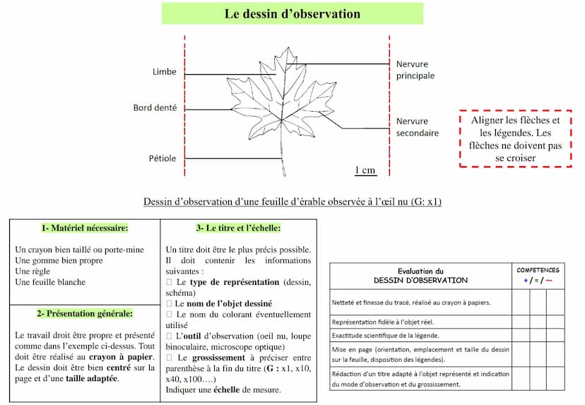 Fiche méthode
Représenter une observation
A partir d'une observation ou d'une photographie, il est possible de réaliser soit un dessin d'obs