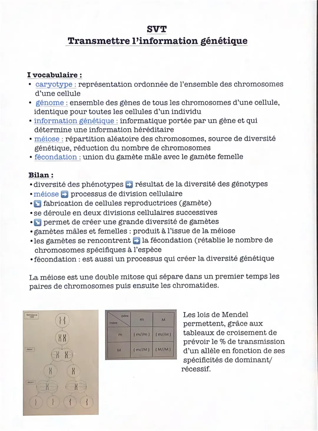 I vocabulaire :
• caryotype: représentation ordonnée de l'ensemble des chromosomes
d'une cellule
génome: ensemble des gènes de tous les chro