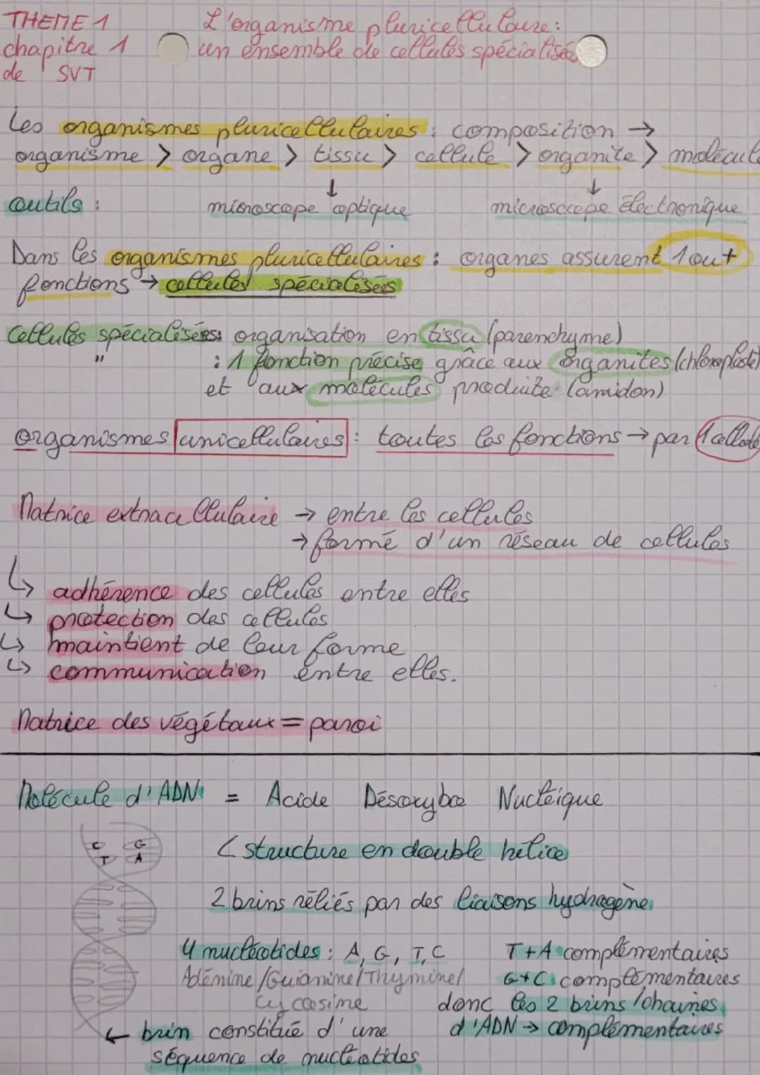 THEME 1
L'organisme plurice llu loure:
chapitre 1 un ensemble de cellules spécialisés
de
SVT
les organismes pluricellulaires : composition →