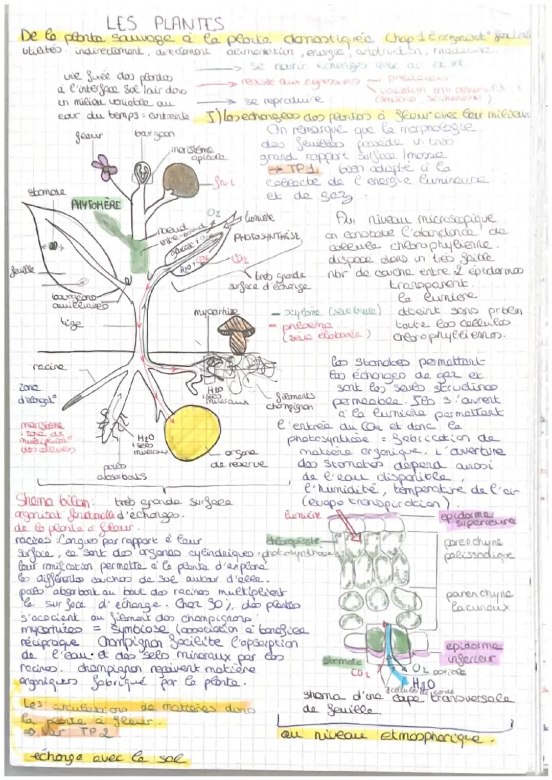 chapitre 1 l’organisation fonctionnel