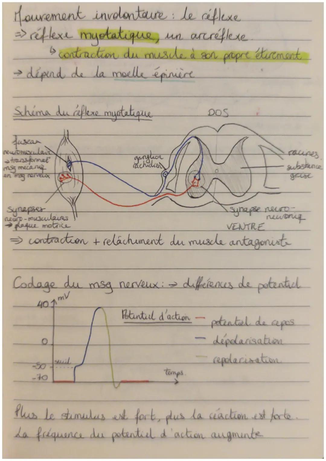 Hourement involontaire : le réflexe.
=> réflexe myotatique, un arcréflexe.
contraction du muscle à son propre étirement.
→ dépend de la moel
