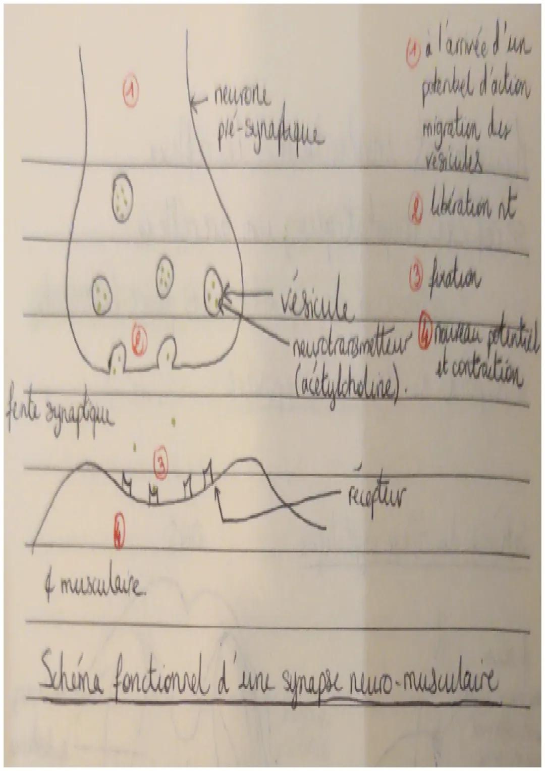 Hourement involontaire : le réflexe.
=> réflexe myotatique, un arcréflexe.
contraction du muscle à son propre étirement.
→ dépend de la moel