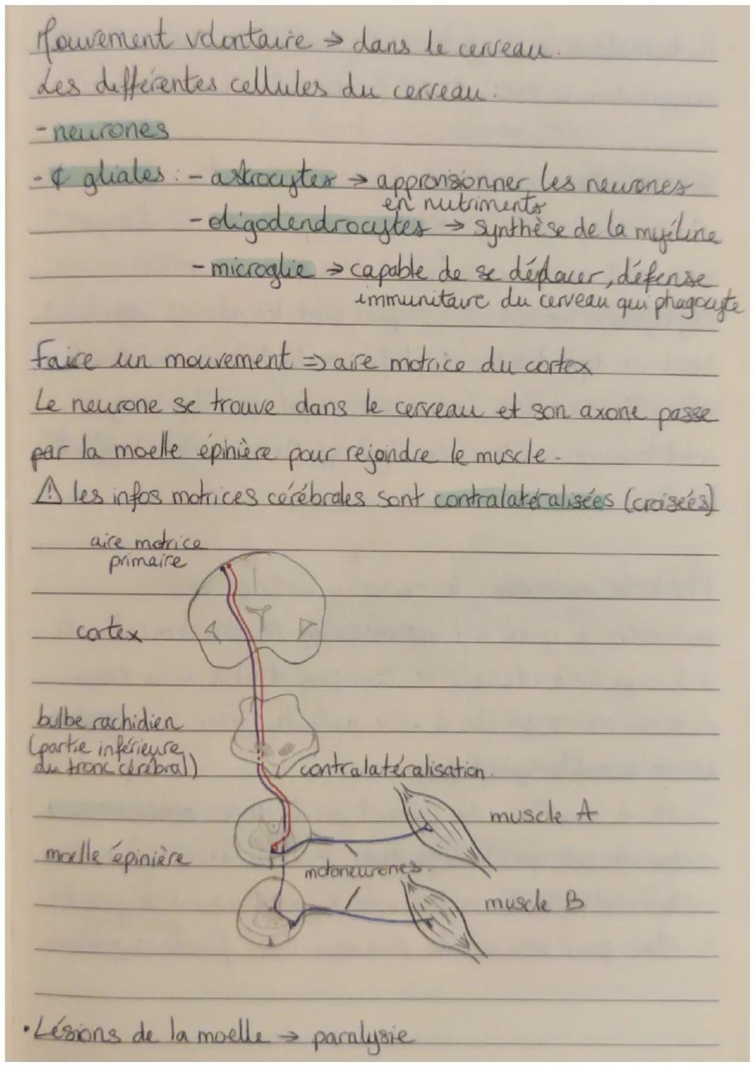 Hourement involontaire : le réflexe.
=> réflexe myotatique, un arcréflexe.
contraction du muscle à son propre étirement.
→ dépend de la moel
