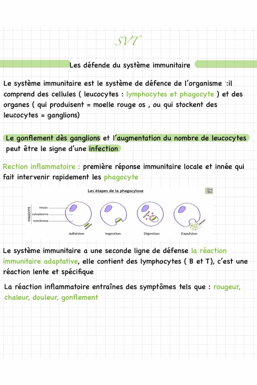 Les décences du système immunitaire
Les lymphocytes B reconnaissent les antigènes et produisent des
anticorps dirigés contre les les antigèn