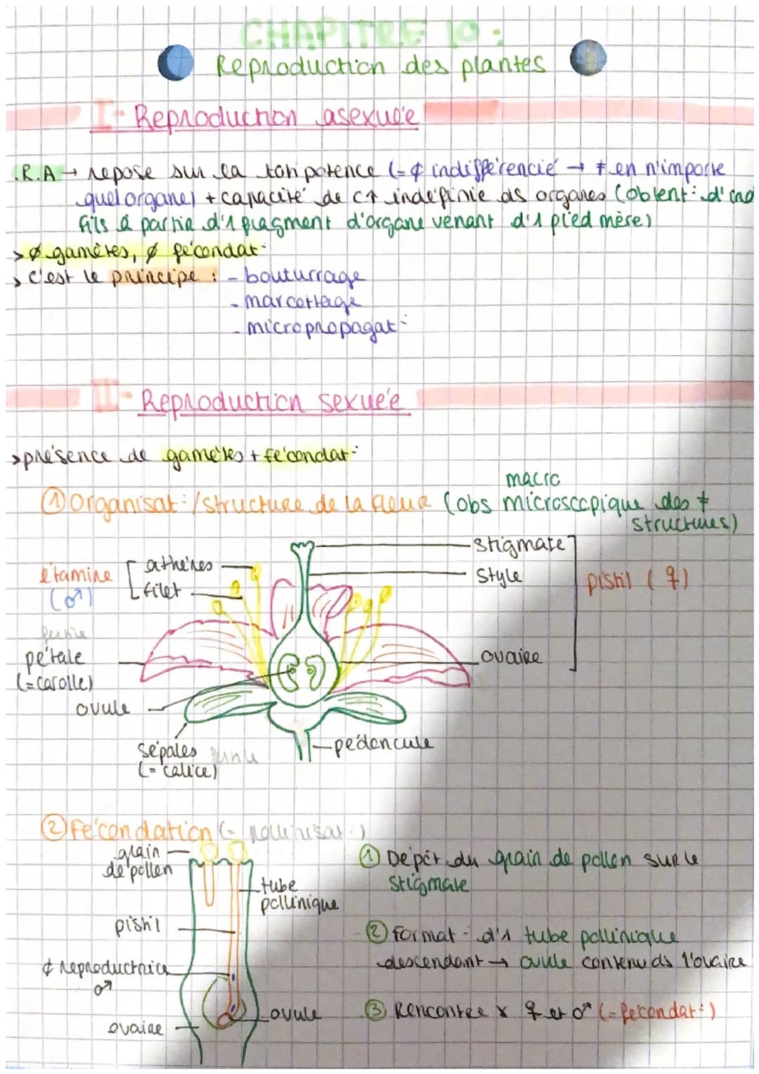 • Reproduction des plantes.
Reproduction asexule
.R.A - repose sur la toh potence (= & indifferencie → Fen n'importe
quel organe, & capacité