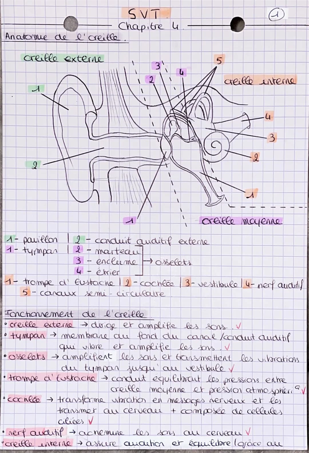 Anatomie de l'creille.
creille externe
2
A
1- pavillon 2
tympan
1-
-
SVT
Chapitre 4
-
-
O
2 marteau
3
4
31
conduit auditif externe.
enclume 
