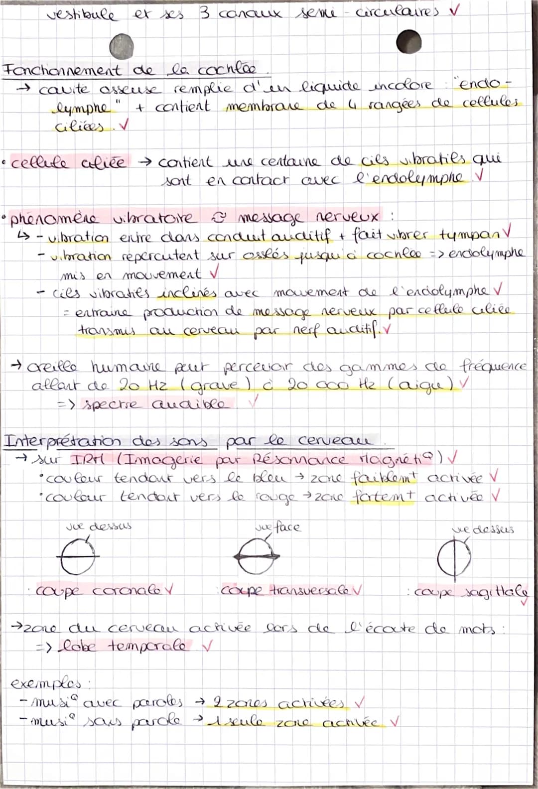 Anatomie de l'creille.
creille externe
2
A
1- pavillon 2
tympan
1-
-
SVT
Chapitre 4
-
-
O
2 marteau
3
4
31
conduit auditif externe.
enclume 