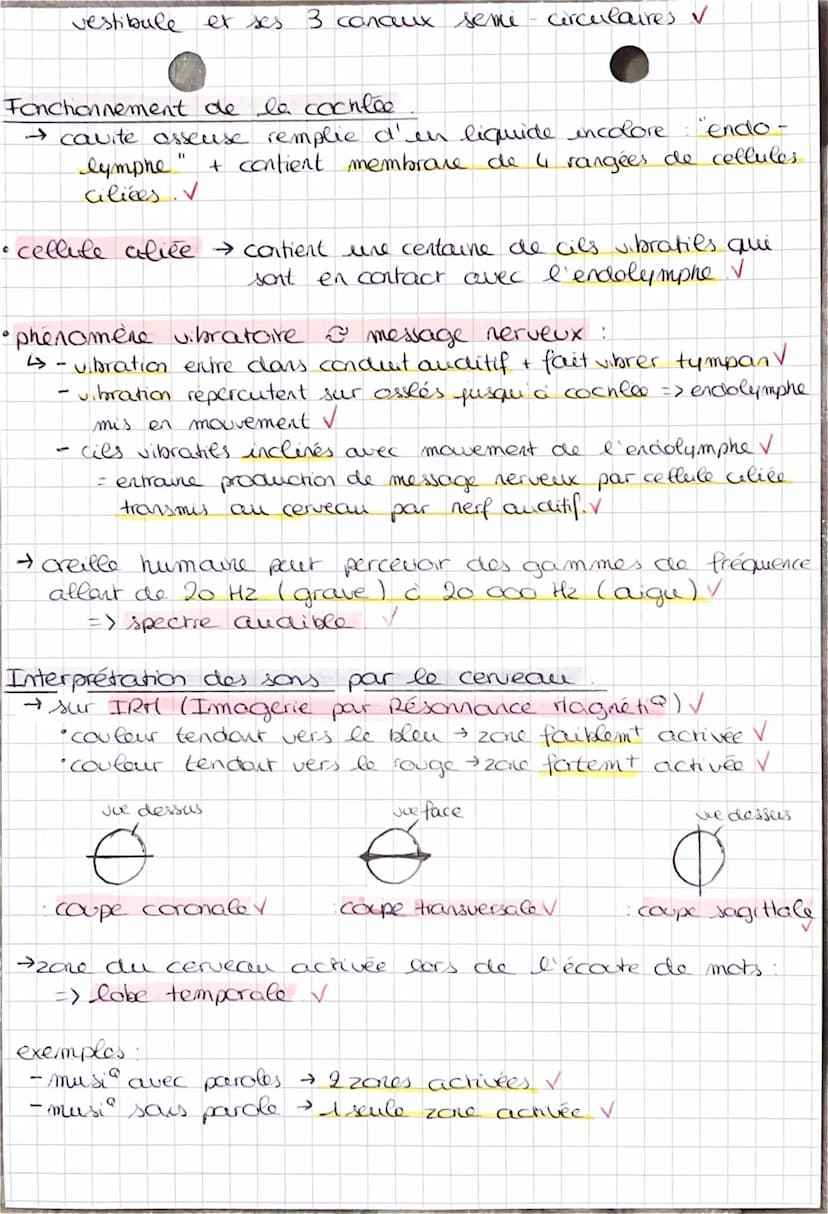 Anatomie de l'creille.
creille externe
2
A
1- pavillon 2
tympan
1-
-
SVT
Chapitre 4
-
-
O
2 marteau
3
4
31
conduit auditif externe.
enclume 