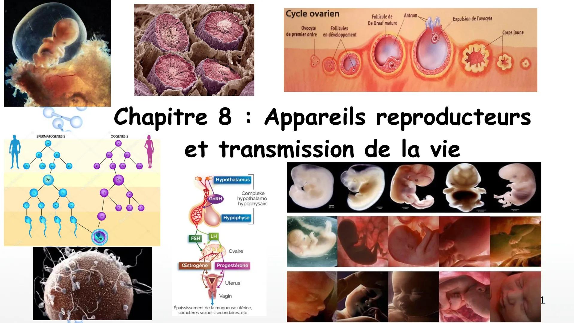 SPERMATOGENESIS
2n
2n
OOGENESIS
2n
FSH
Hypothalamus
Chapitre 8 Appareils reproducteurs
et transmission de la vie
OOC83
GnRH
LH
Complexe
hypo