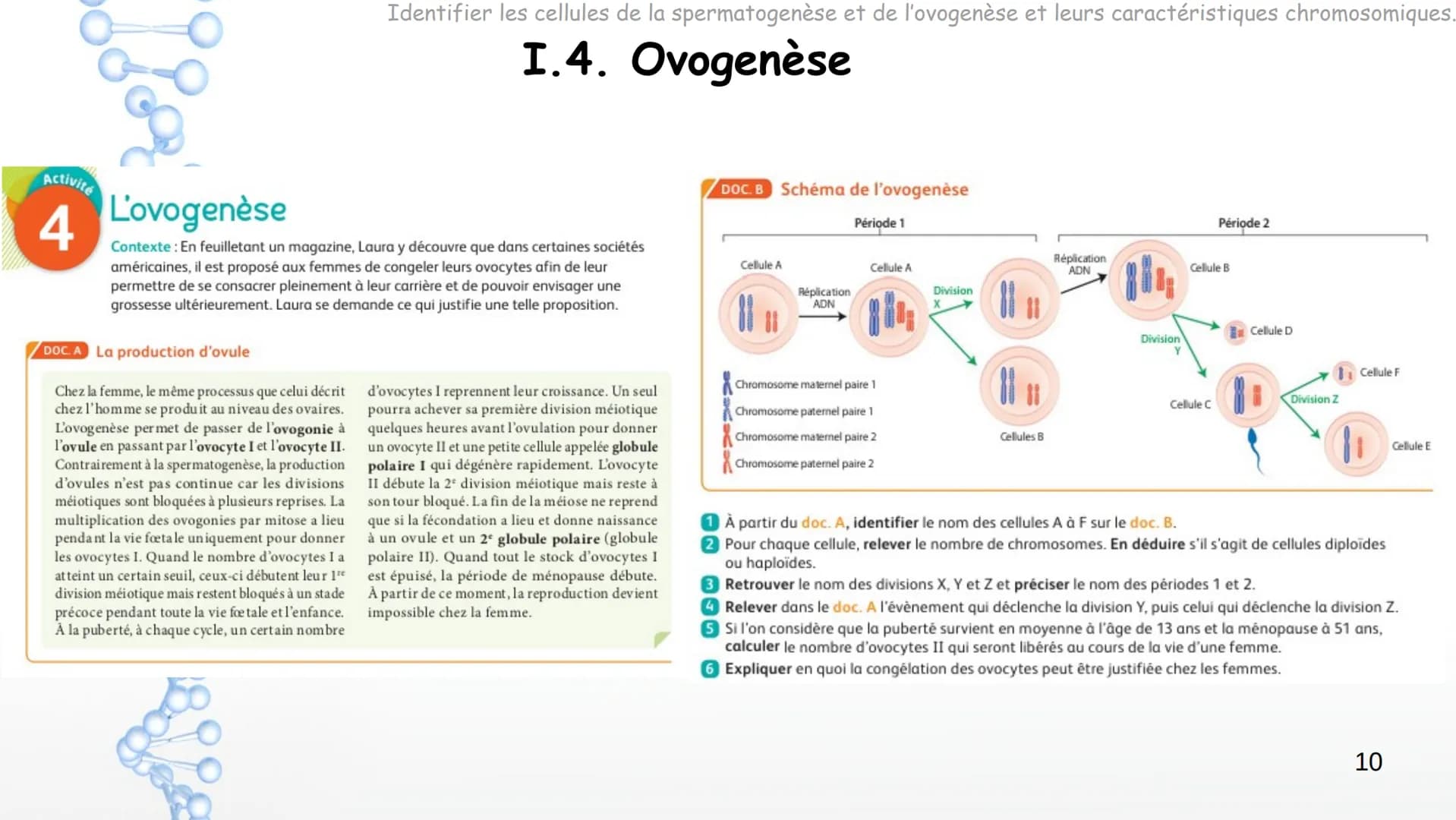 SPERMATOGENESIS
2n
2n
OOGENESIS
2n
FSH
Hypothalamus
Chapitre 8 Appareils reproducteurs
et transmission de la vie
OOC83
GnRH
LH
Complexe
hypo