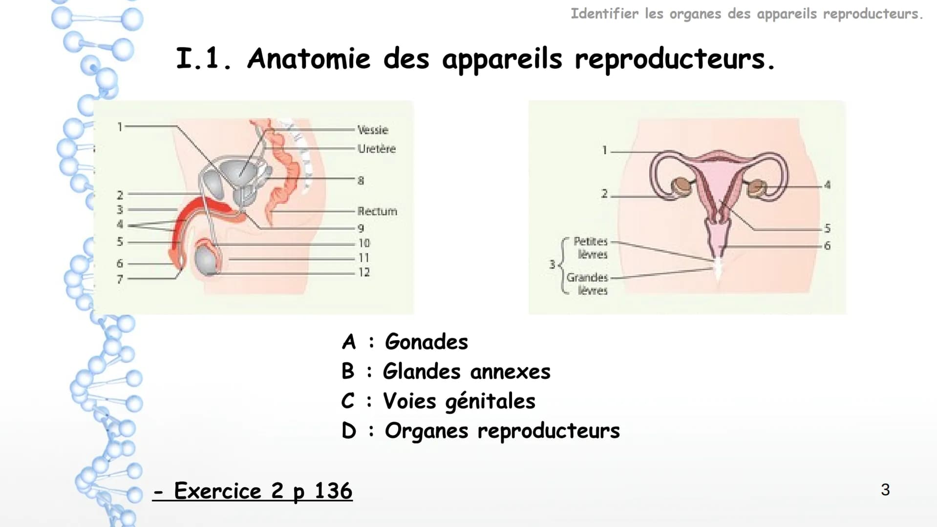 SPERMATOGENESIS
2n
2n
OOGENESIS
2n
FSH
Hypothalamus
Chapitre 8 Appareils reproducteurs
et transmission de la vie
OOC83
GnRH
LH
Complexe
hypo