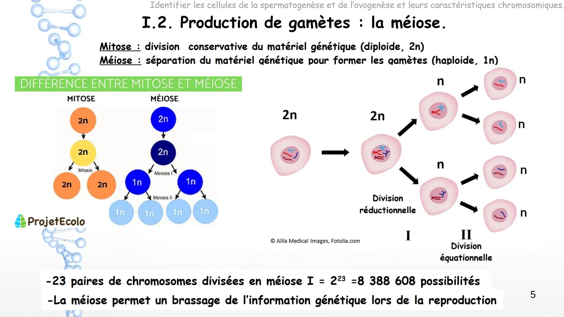 SPERMATOGENESIS
2n
2n
OOGENESIS
2n
FSH
Hypothalamus
Chapitre 8 Appareils reproducteurs
et transmission de la vie
OOC83
GnRH
LH
Complexe
hypo