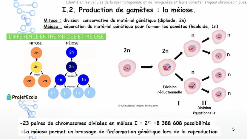 SPERMATOGENESIS
2n
2n
OOGENESIS
2n
FSH
Hypothalamus
Chapitre 8 Appareils reproducteurs
et transmission de la vie
OOC83
GnRH
LH
Complexe
hypo