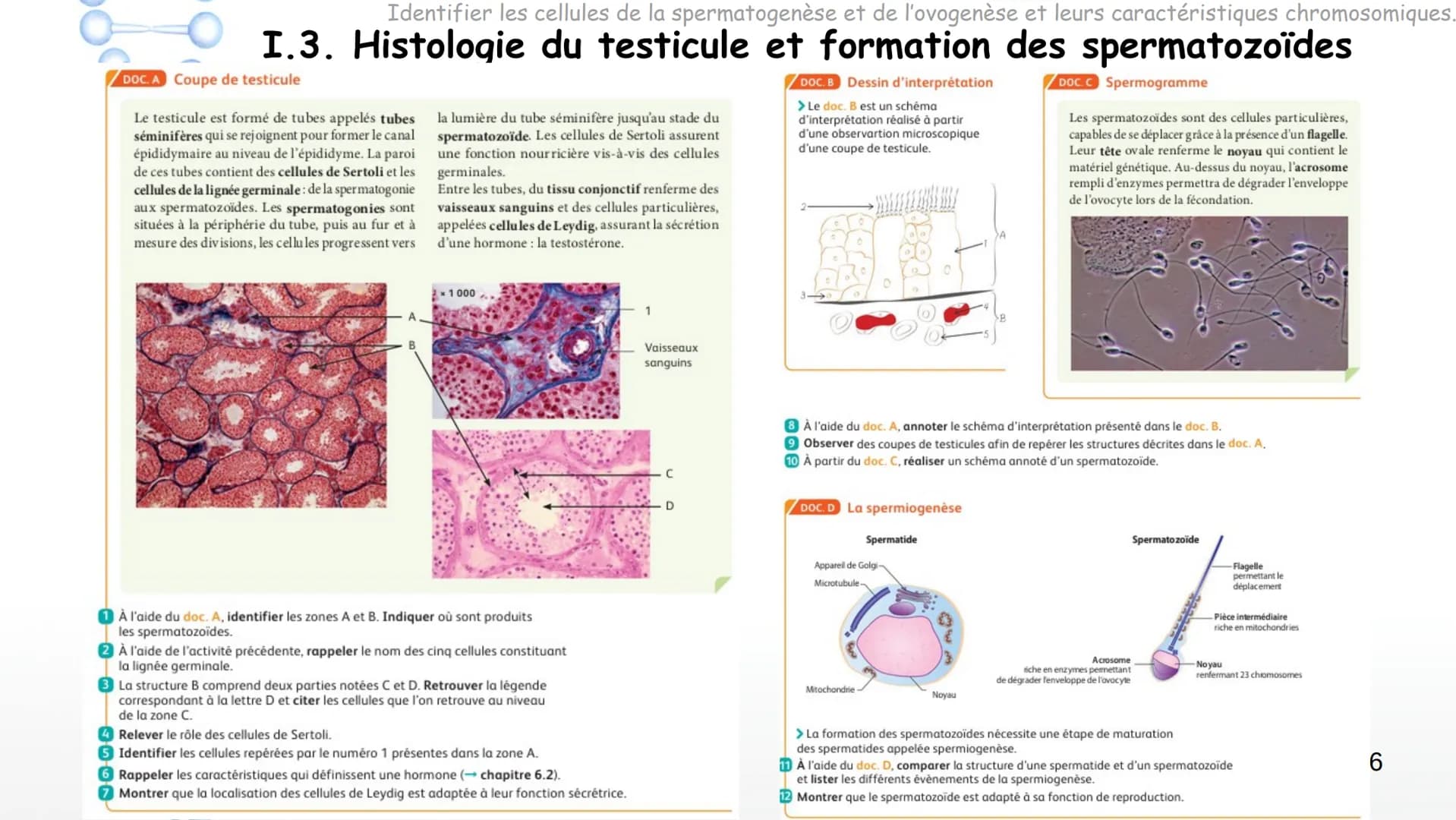 SPERMATOGENESIS
2n
2n
OOGENESIS
2n
FSH
Hypothalamus
Chapitre 8 Appareils reproducteurs
et transmission de la vie
OOC83
GnRH
LH
Complexe
hypo