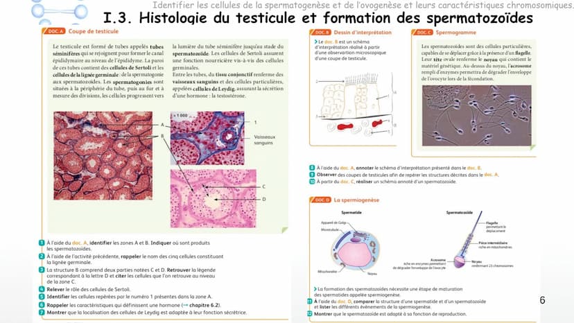 SPERMATOGENESIS
2n
2n
OOGENESIS
2n
FSH
Hypothalamus
Chapitre 8 Appareils reproducteurs
et transmission de la vie
OOC83
GnRH
LH
Complexe
hypo