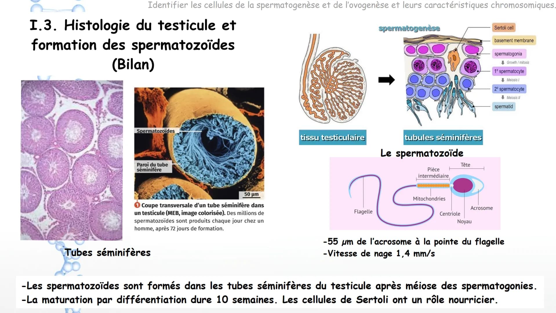 SPERMATOGENESIS
2n
2n
OOGENESIS
2n
FSH
Hypothalamus
Chapitre 8 Appareils reproducteurs
et transmission de la vie
OOC83
GnRH
LH
Complexe
hypo