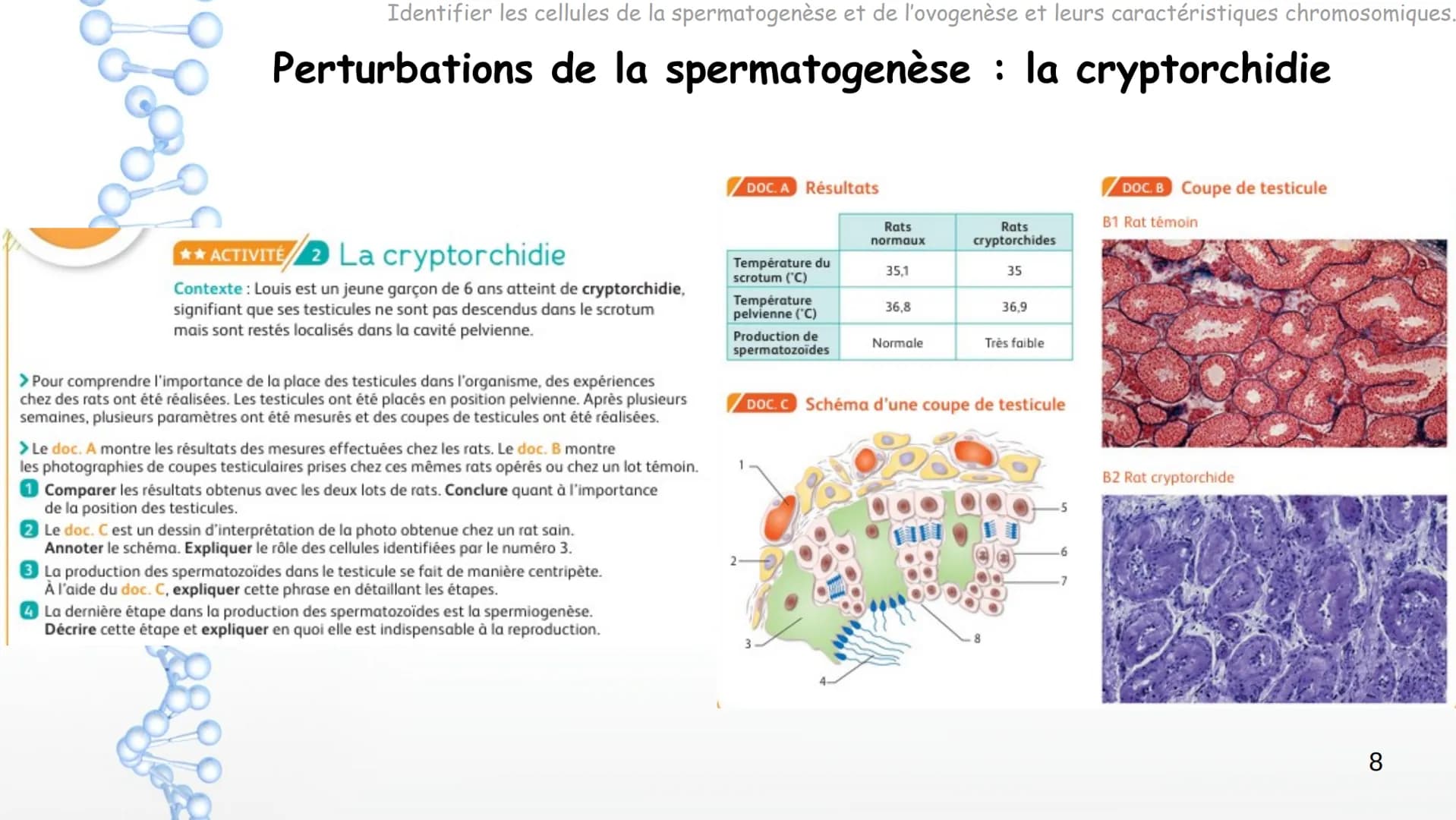 SPERMATOGENESIS
2n
2n
OOGENESIS
2n
FSH
Hypothalamus
Chapitre 8 Appareils reproducteurs
et transmission de la vie
OOC83
GnRH
LH
Complexe
hypo