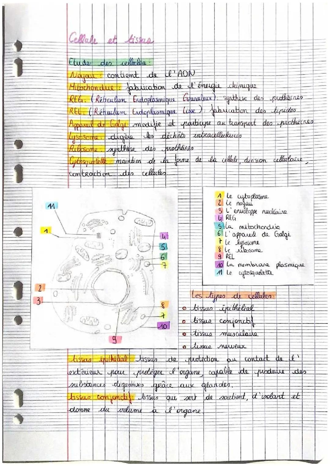 BPH - Cellules et Tissus 
