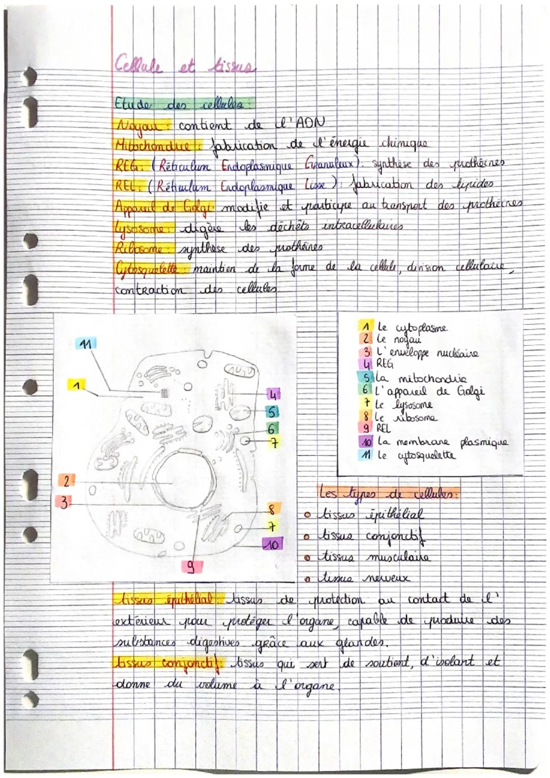 1
2
3-
41
Cellule et tissus
Etude des
cellules
Nogout contient de l'ADN
Mitochondre fabrication de l'énergie chimique
REG. Réticulum Endopla