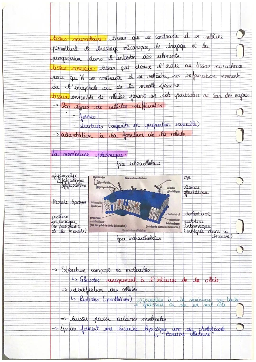 1
2
3-
41
Cellule et tissus
Etude des
cellules
Nogout contient de l'ADN
Mitochondre fabrication de l'énergie chimique
REG. Réticulum Endopla