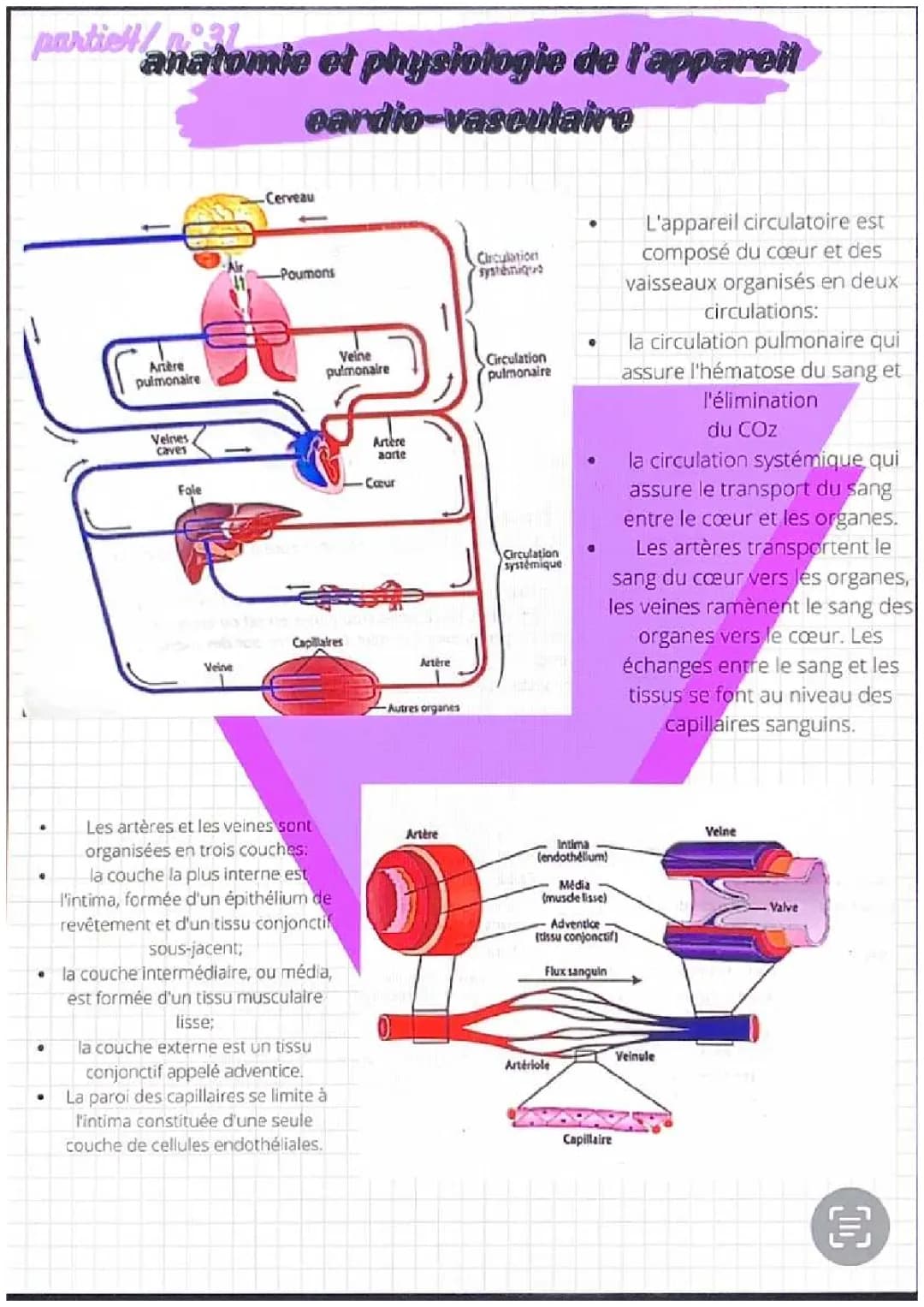 Anatomie et Physiologie du Cœur et Circulation Sanguine pour 1er STSS