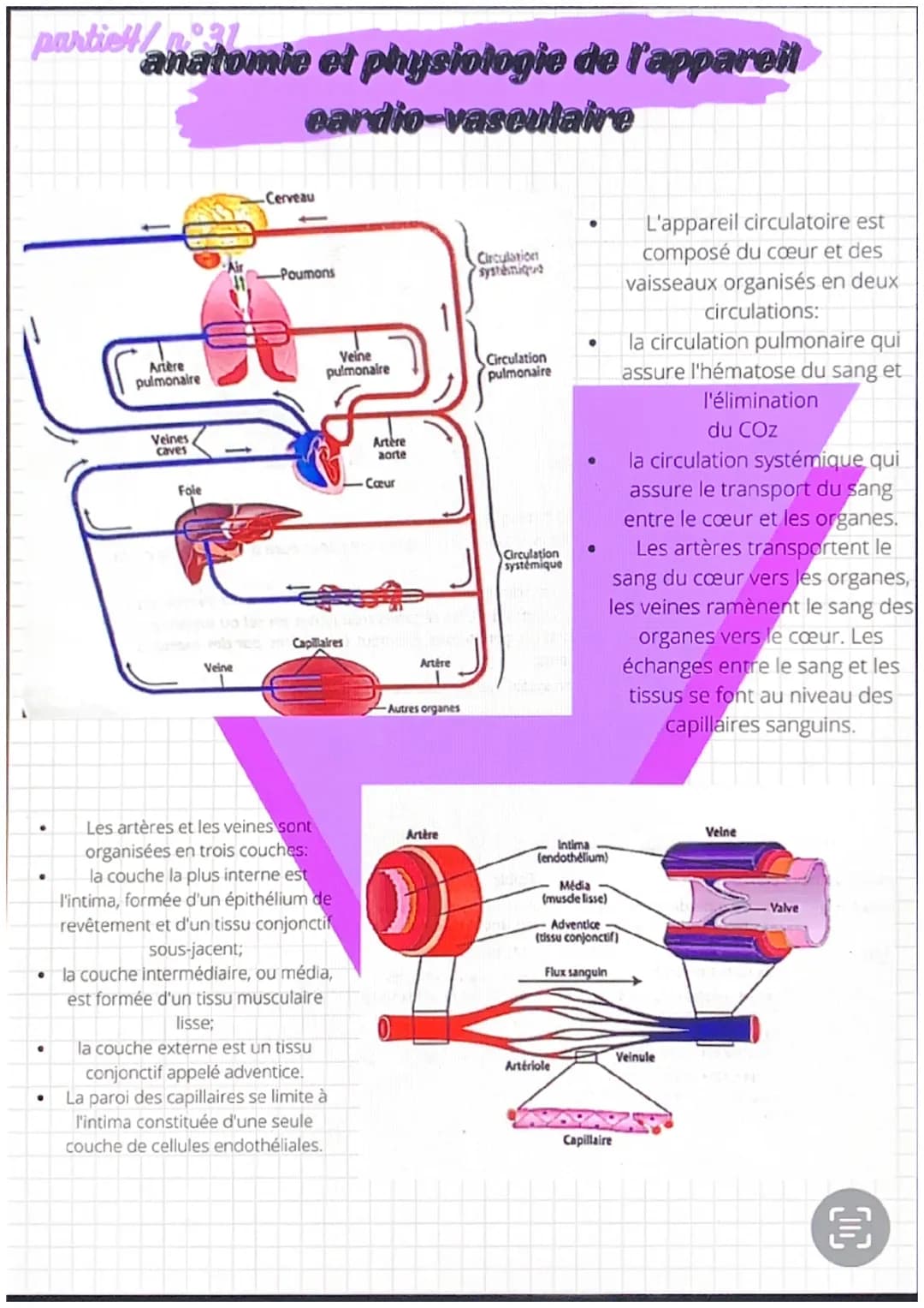 partiel/n 31
●
●
anatomie et physiologie de l'appareil
eardio-vasculaire
●
Artère
pulmonaire
Veines
caves
Fole
-Cerveau
Veine
-Poumons
Les a
