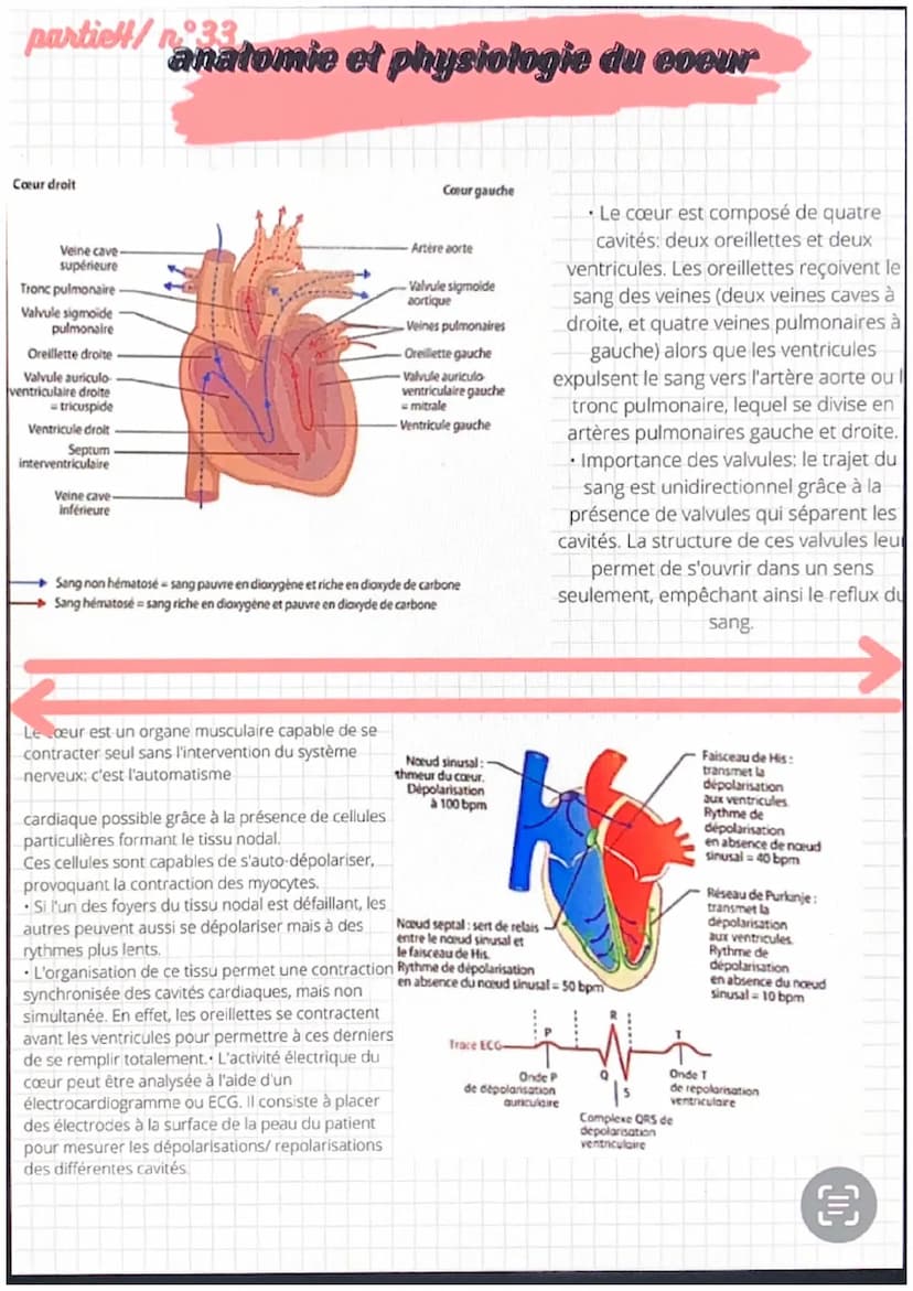 partiel/n 31
●
●
anatomie et physiologie de l'appareil
eardio-vasculaire
●
Artère
pulmonaire
Veines
caves
Fole
-Cerveau
Veine
-Poumons
Les a