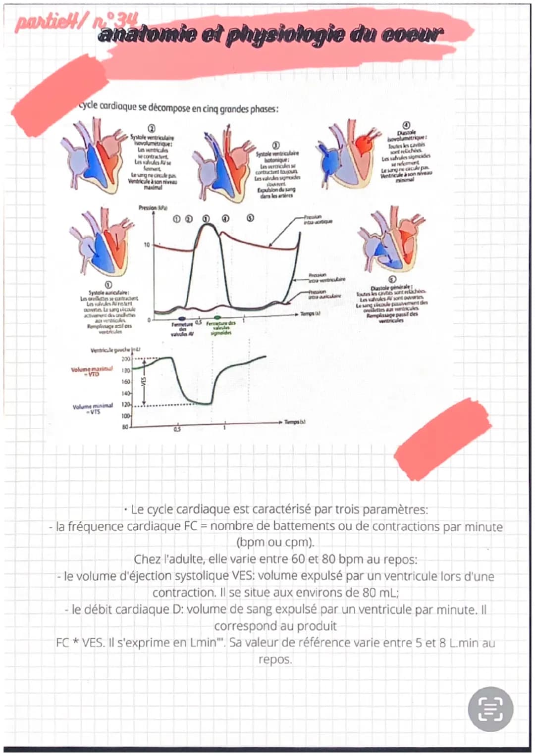 partiel/n 31
●
●
anatomie et physiologie de l'appareil
eardio-vasculaire
●
Artère
pulmonaire
Veines
caves
Fole
-Cerveau
Veine
-Poumons
Les a