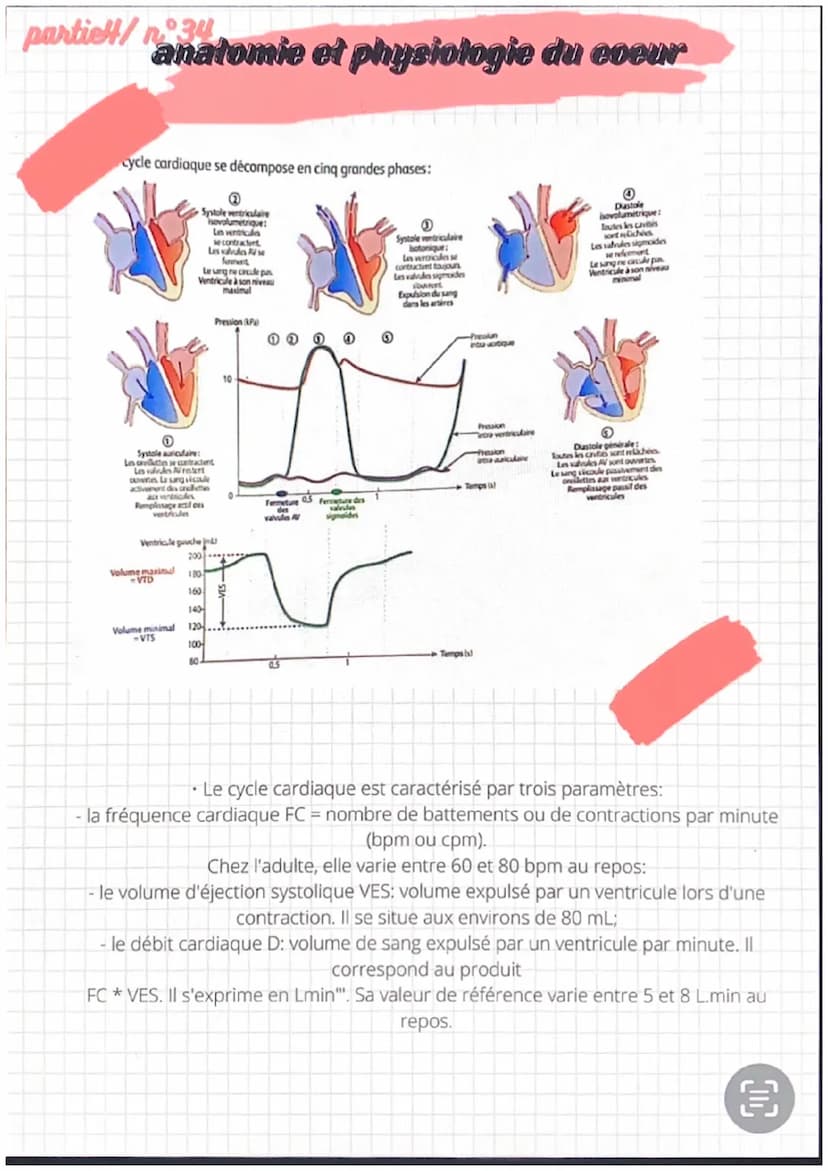 partiel/n 31
●
●
anatomie et physiologie de l'appareil
eardio-vasculaire
●
Artère
pulmonaire
Veines
caves
Fole
-Cerveau
Veine
-Poumons
Les a